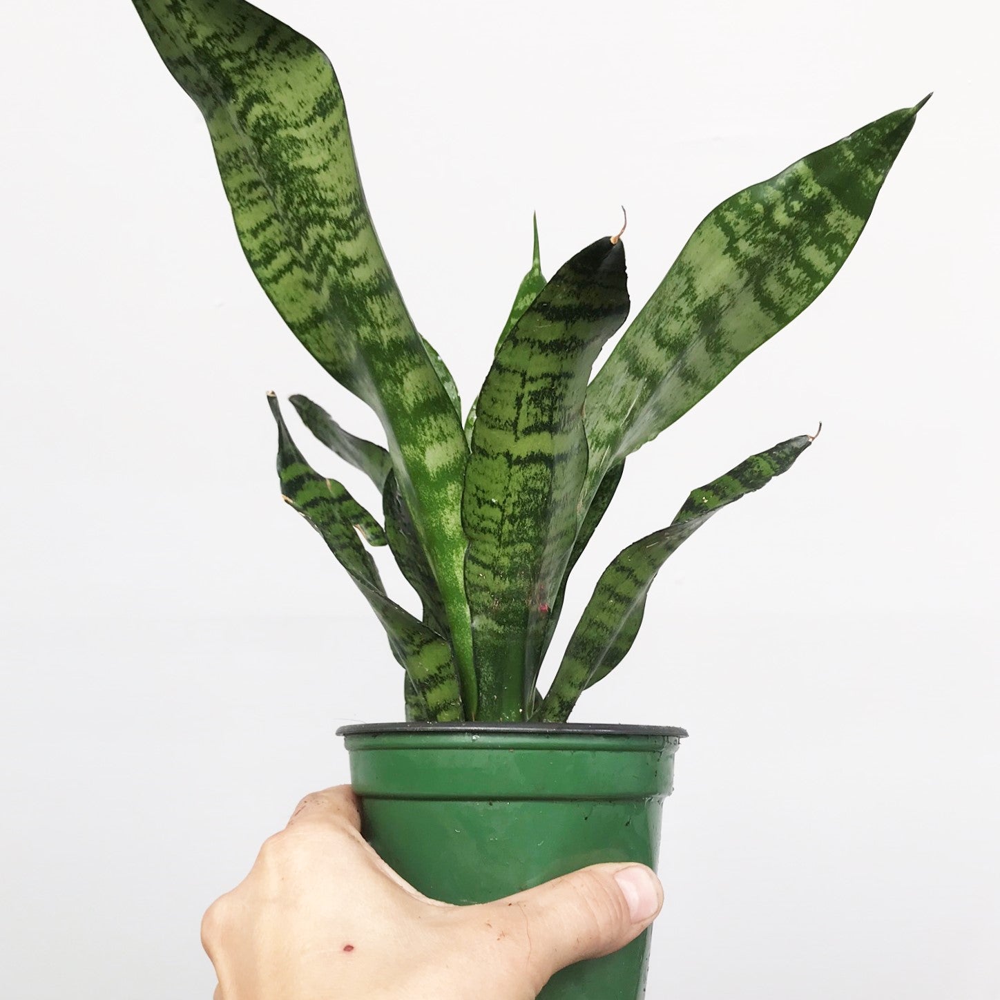 Sansevieria trifasciata 'Black Coral' - Snake Plant, Mother-in-Law's Tongue