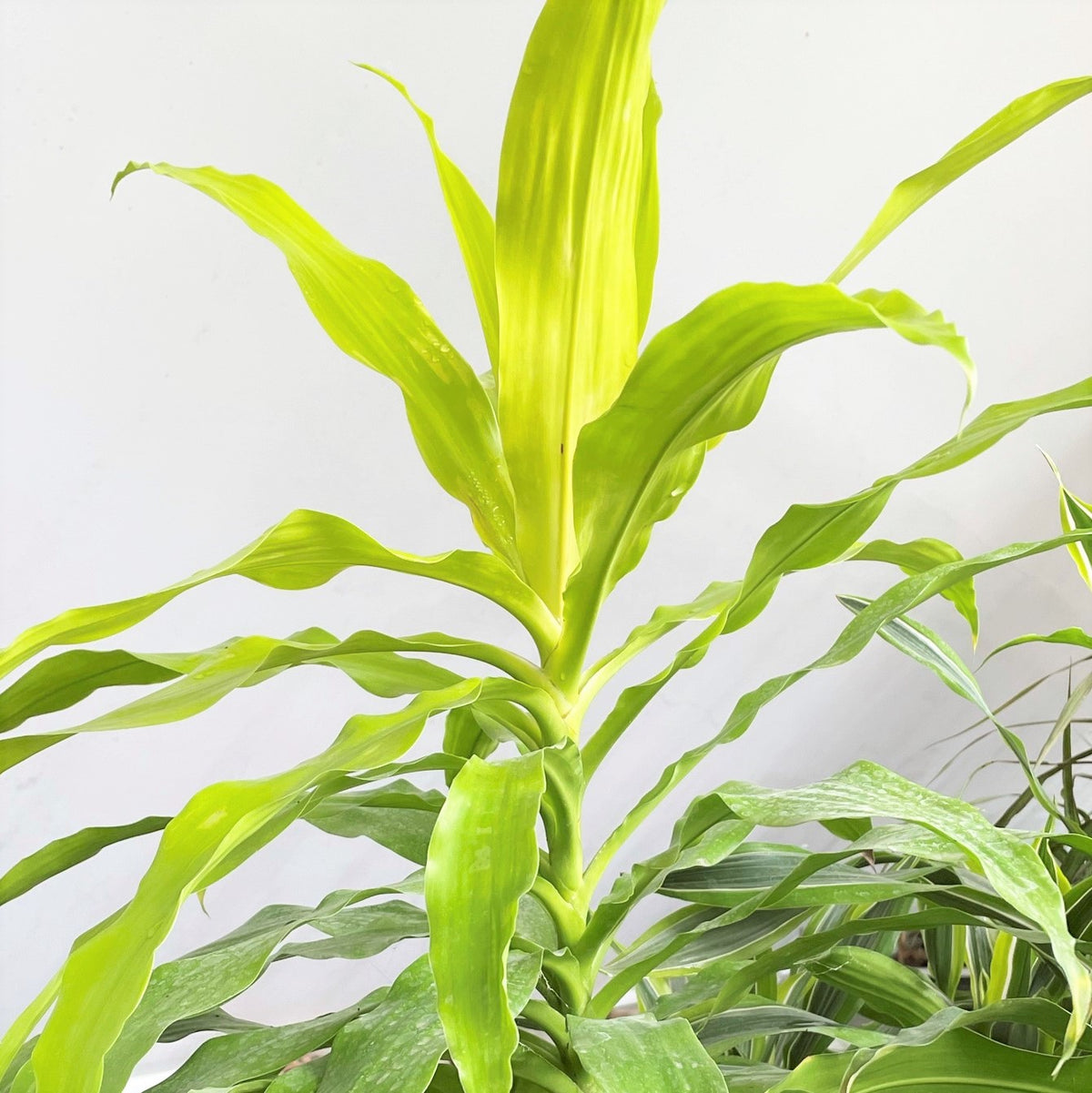 dracaena fluorescent light Dracaena deremensis neon houseplant