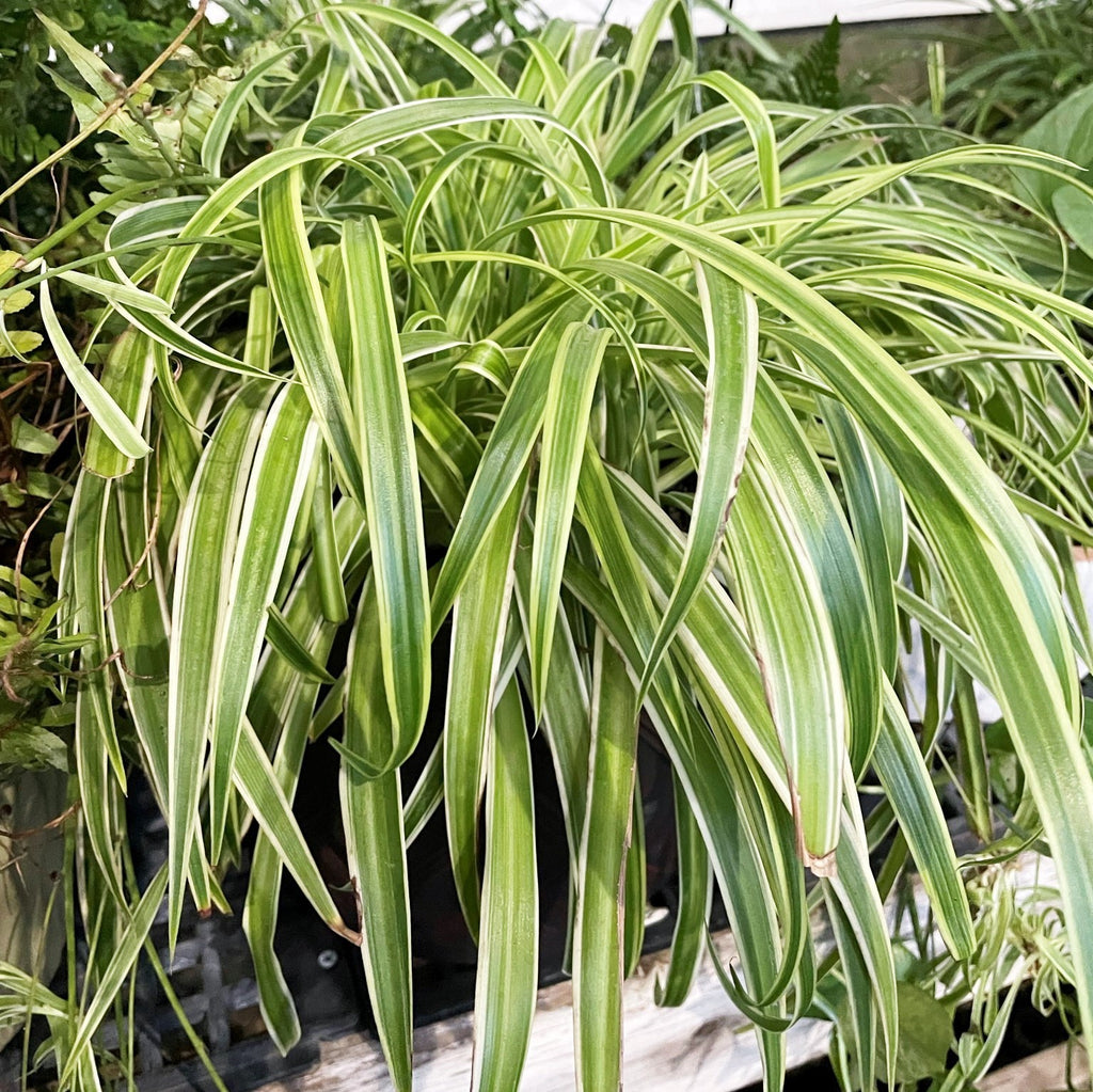 chlorophytum charlotte Chlorophytum comosum variegatum Spider Plant Houseplant