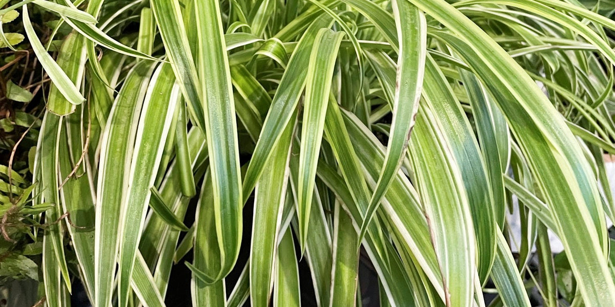 spider plant reverse variegated Chlorophytum comosum variegatum Spider Plant Houseplant