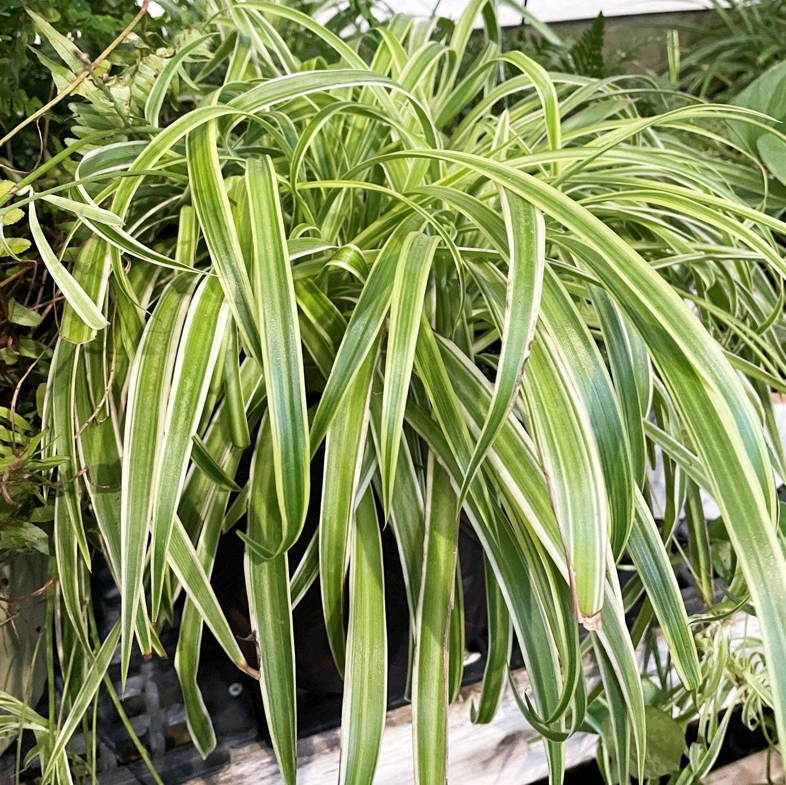Chlorophytum comosum variegatum - Reverse Variegated Spider Plant