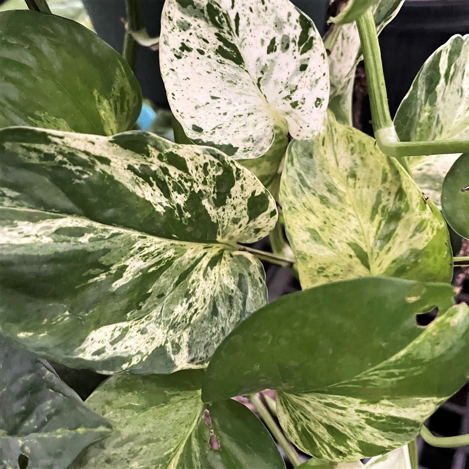 Epipremnum aereum - Marble Queen Pothos