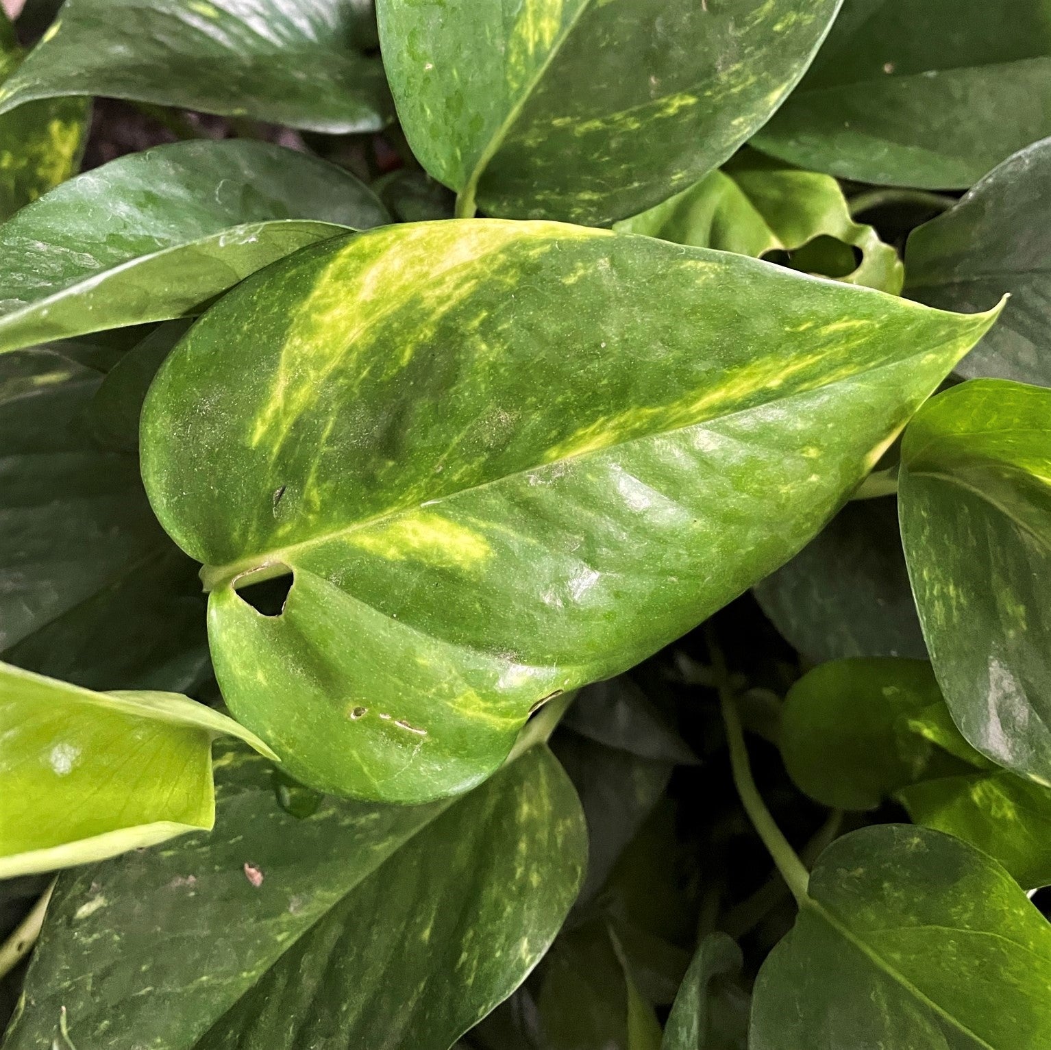 Epipremnum aereum - Golden Pothos