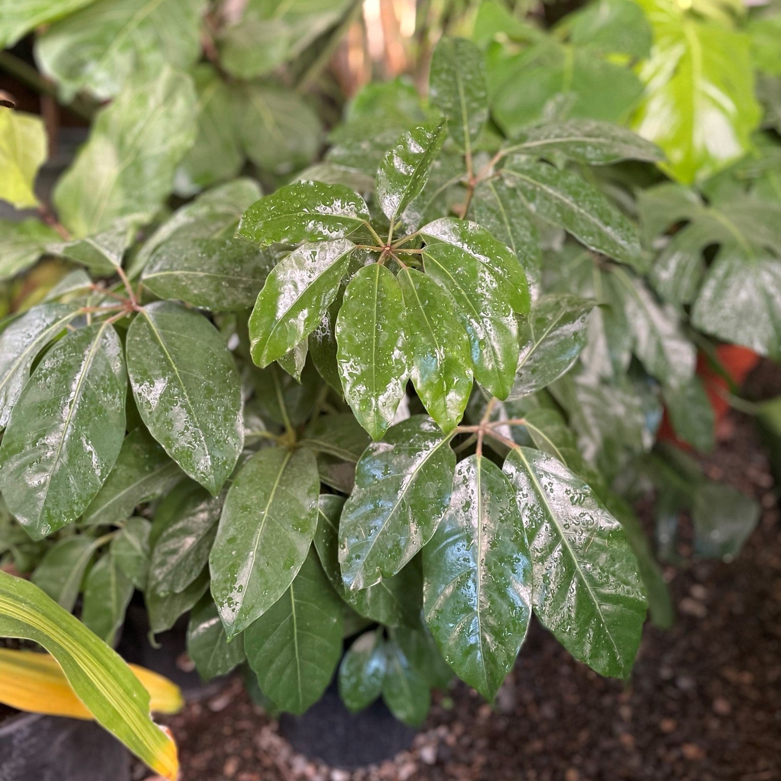Heptapleurum actinophyllum - Schefflera 'Amate'