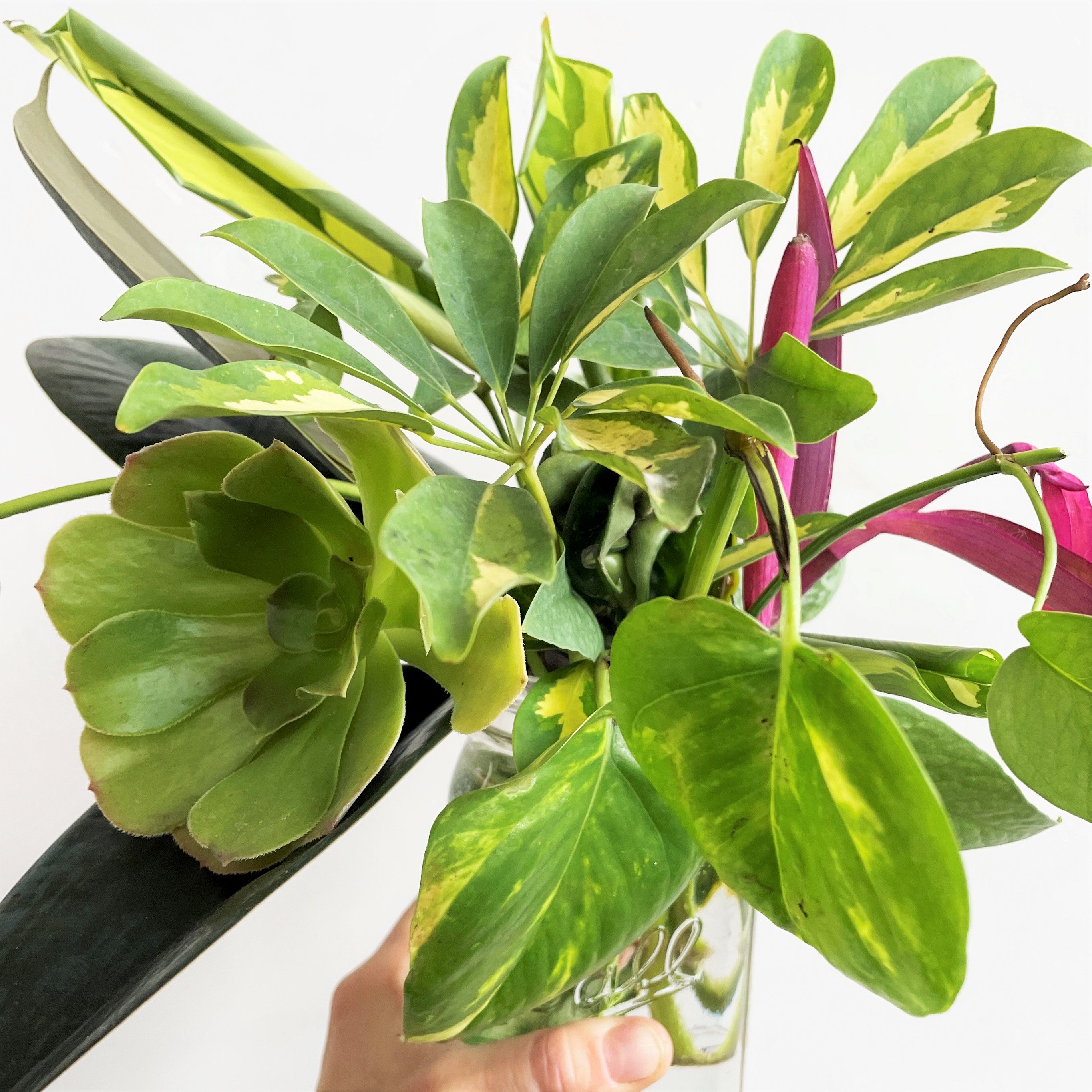 Houseplant Cuttings Mystery Bouquet (Unrooted)