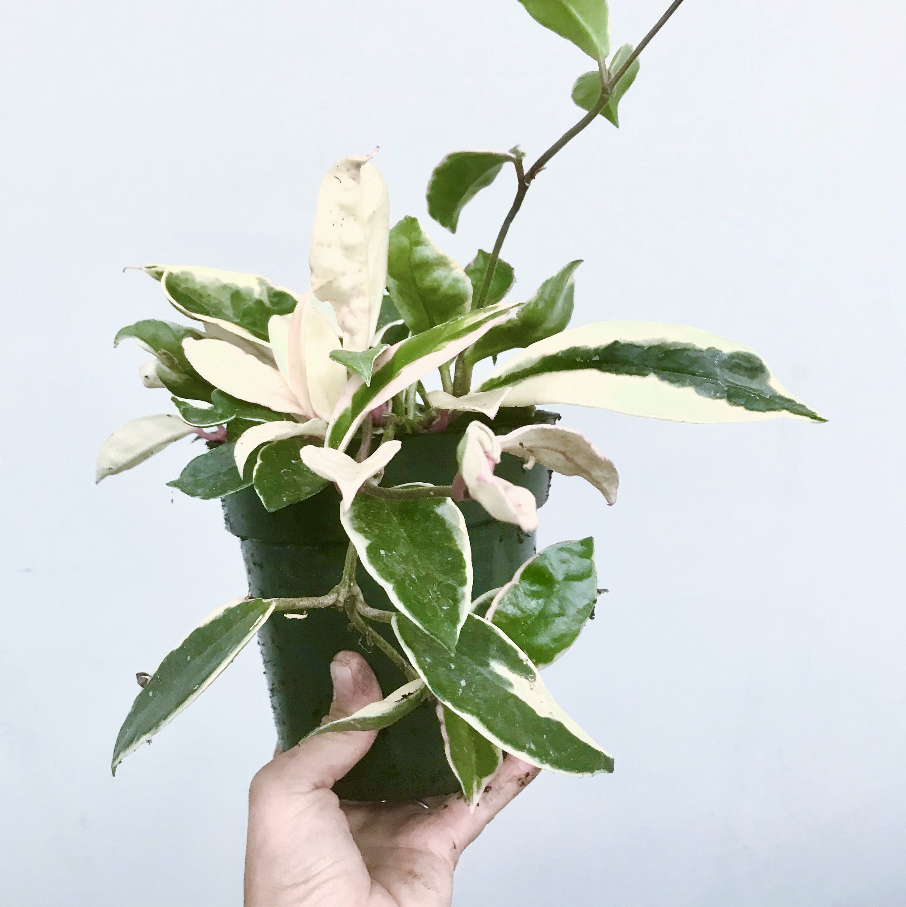 Hoya carnosa tricolor 'Krimson Queen' - Variegated Wax Plant