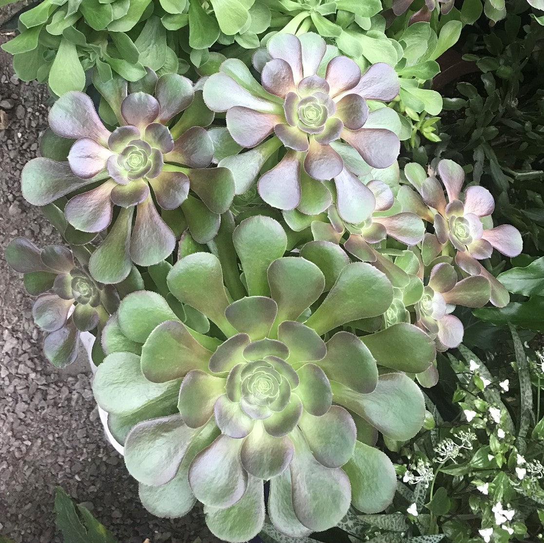 Aeonium arboreum - Tree-form Aeonium