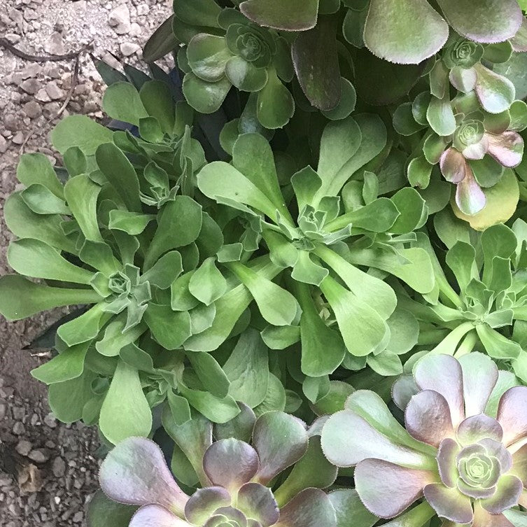 Aeonium canariense - Canary Island Aeonium