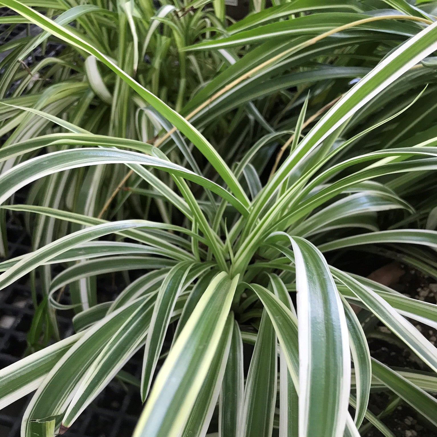 Chlorophytum comosum variegatum - Reverse Variegated Spider Plant