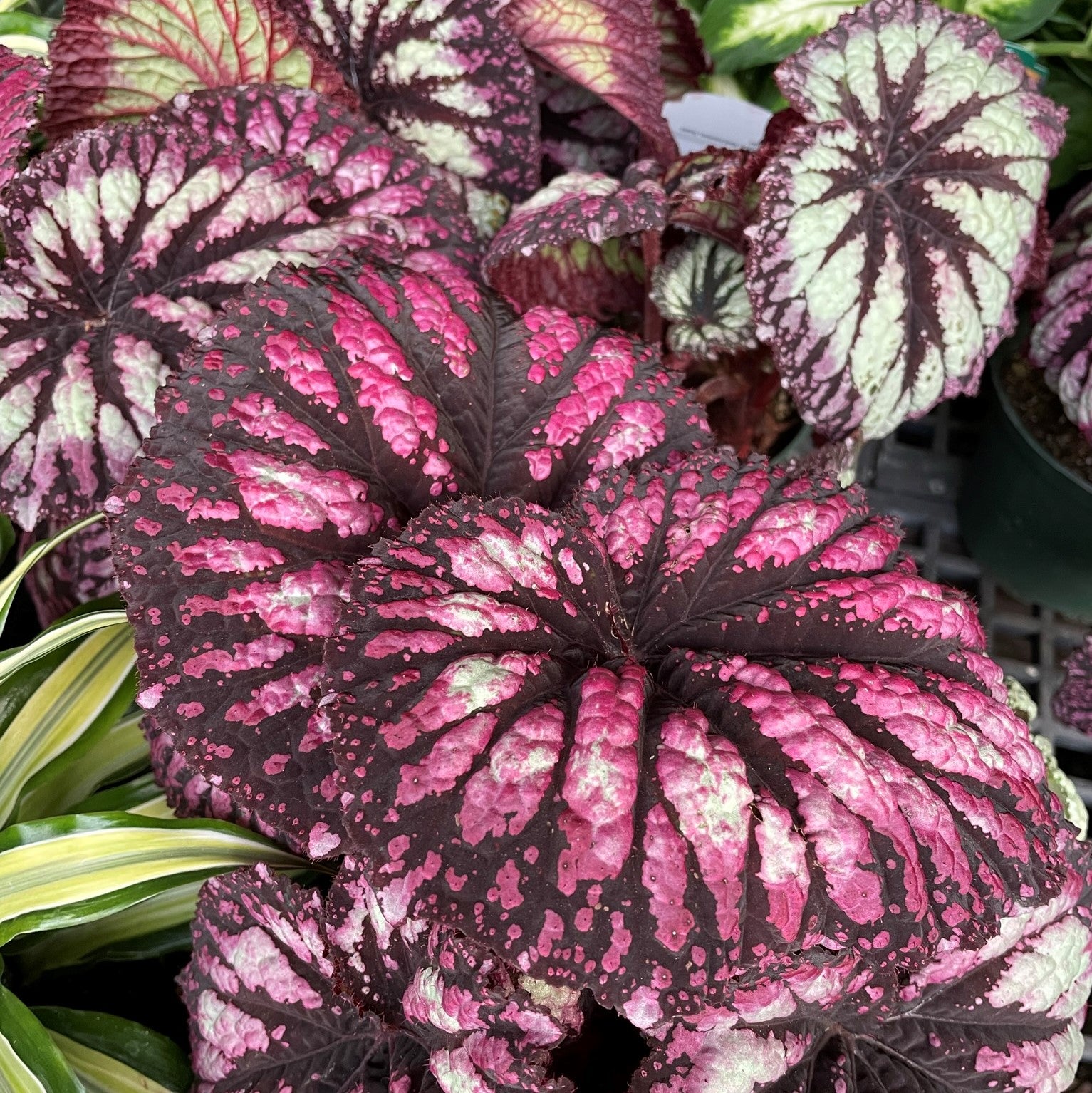 Rex Hybrid Begonia 'Fireworks'