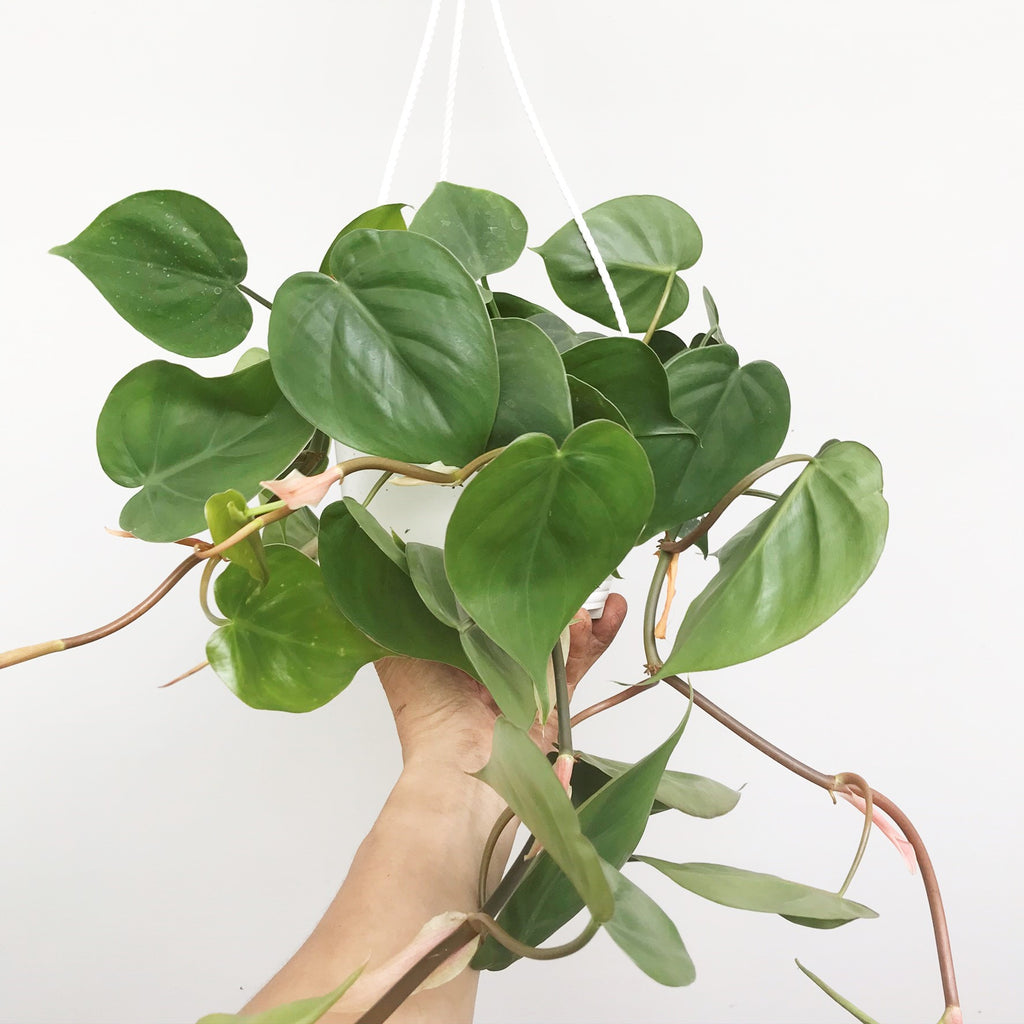 hammerhead philodendron Philodendron hederaceum - Trailing Heart Philodendron Houseplant