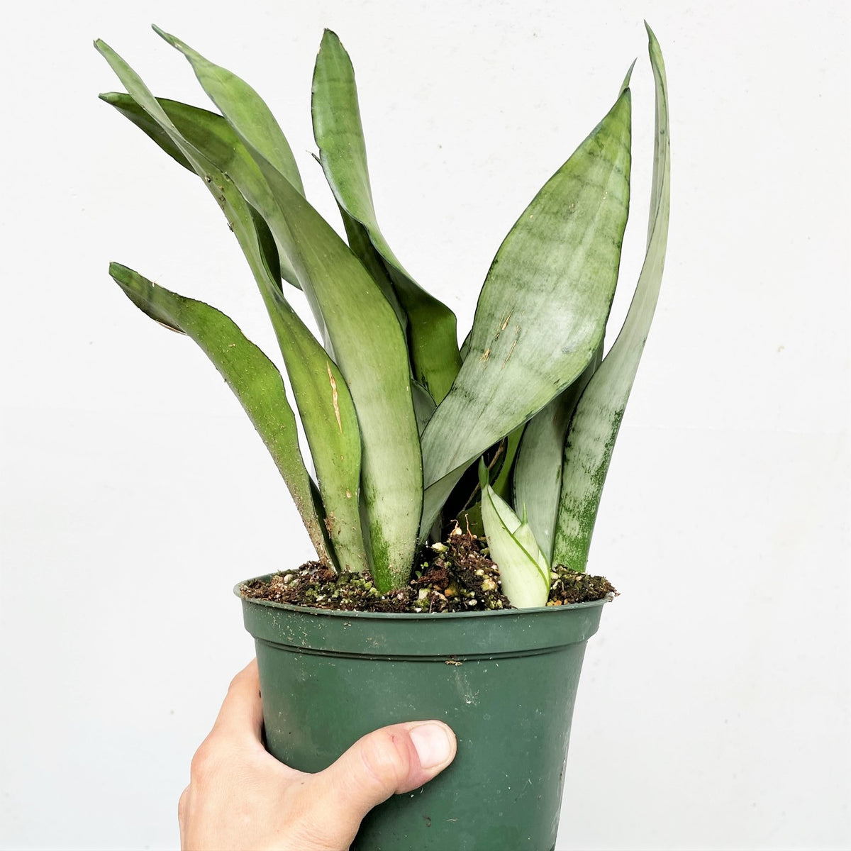 moonshine snake plant toxic Sansevieria trifasciata 'Moonshine' - Snake Plant, Mother-in-Law's Tongue Houseplant