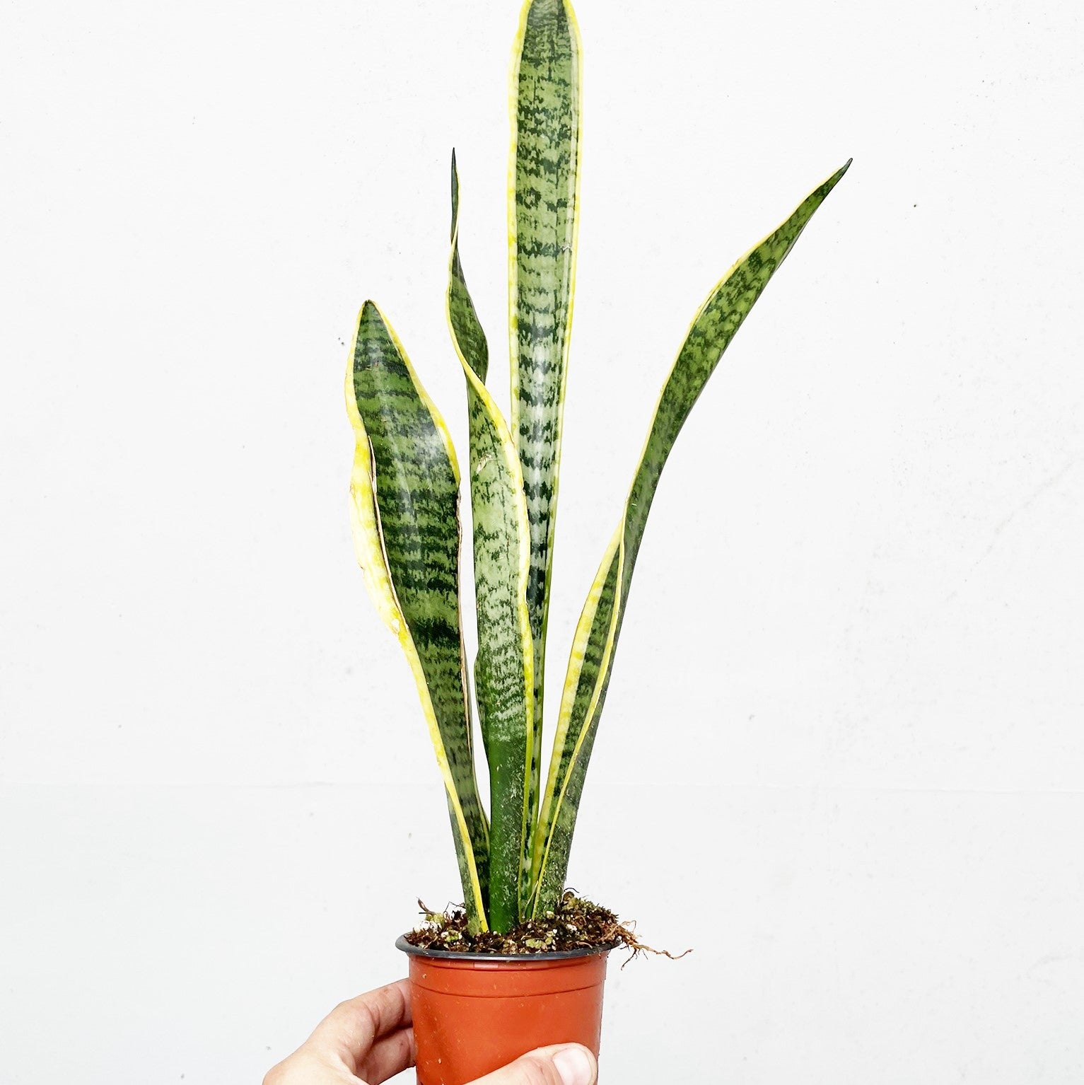 Sansevieria laurentii - Snake Plant, Mother-in-Law's Tongue