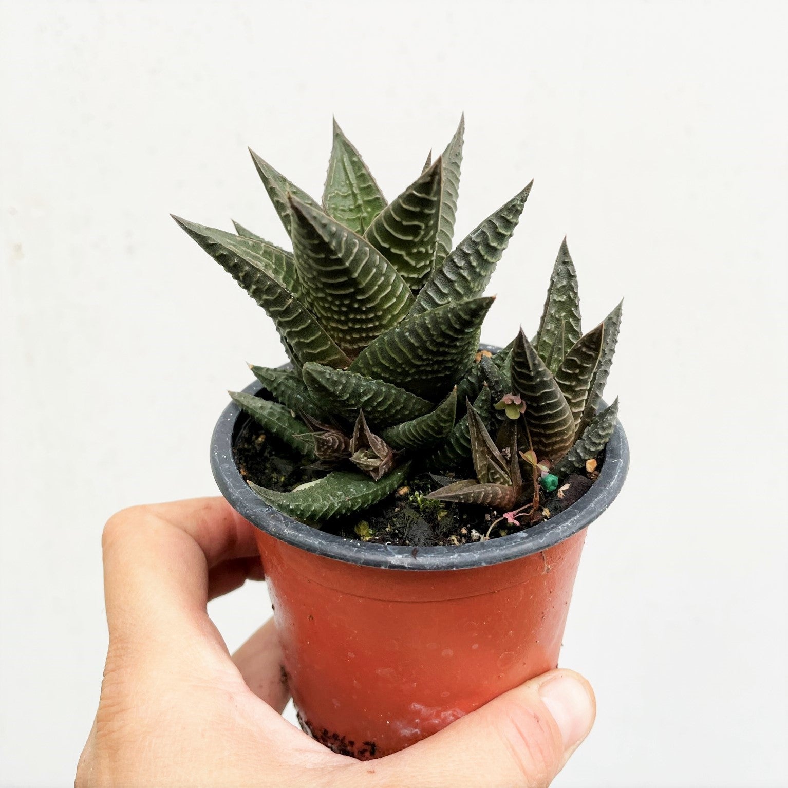 Haworthia limifolia - Fairy's Washboard