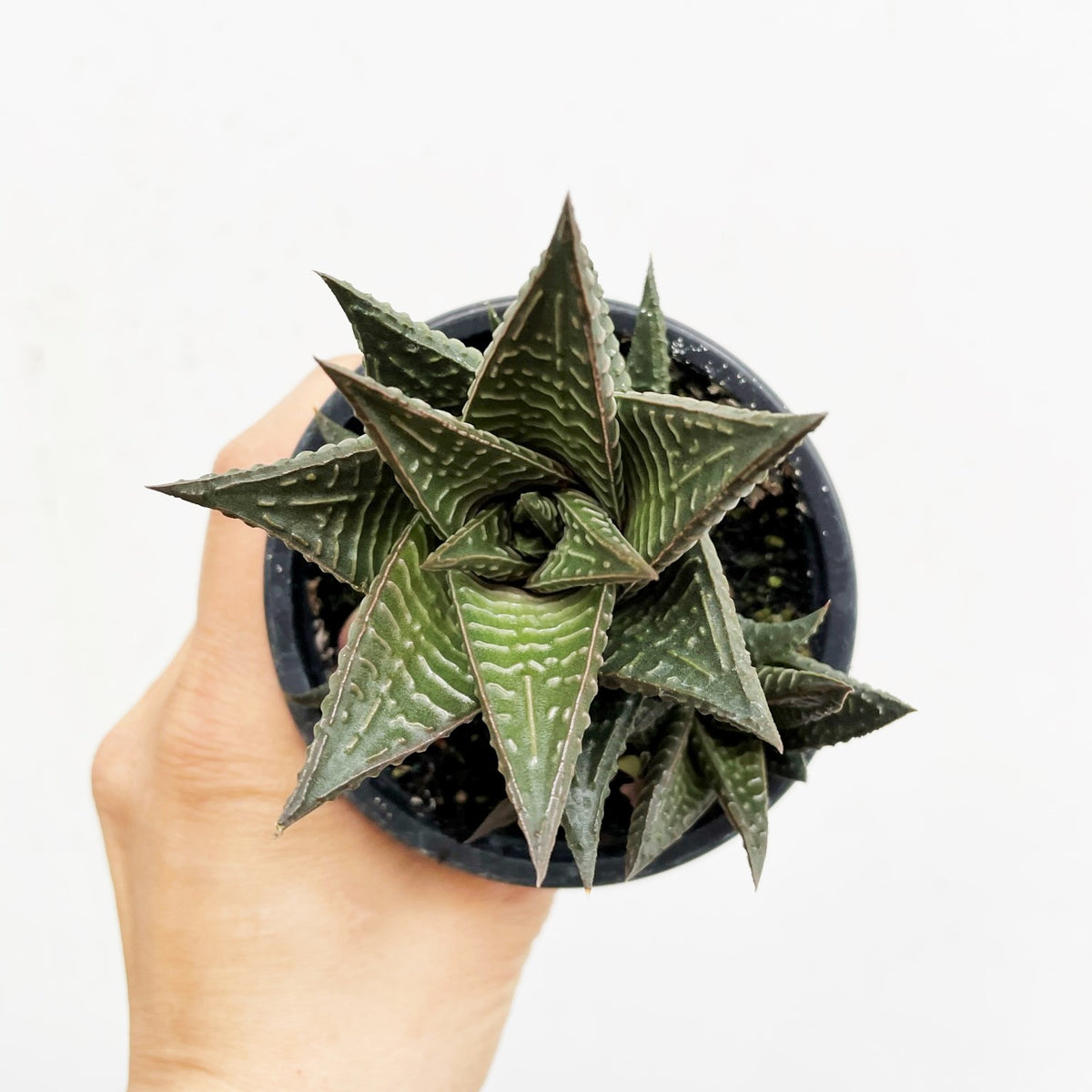 limifolia succulent Haworthia limifolia Fairy's Washboard Succulent