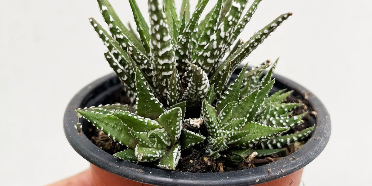 Haworthia attenuata Zebra Plant 'Big Band' Succulent | Baker City, Oregon   The Succulent Hub