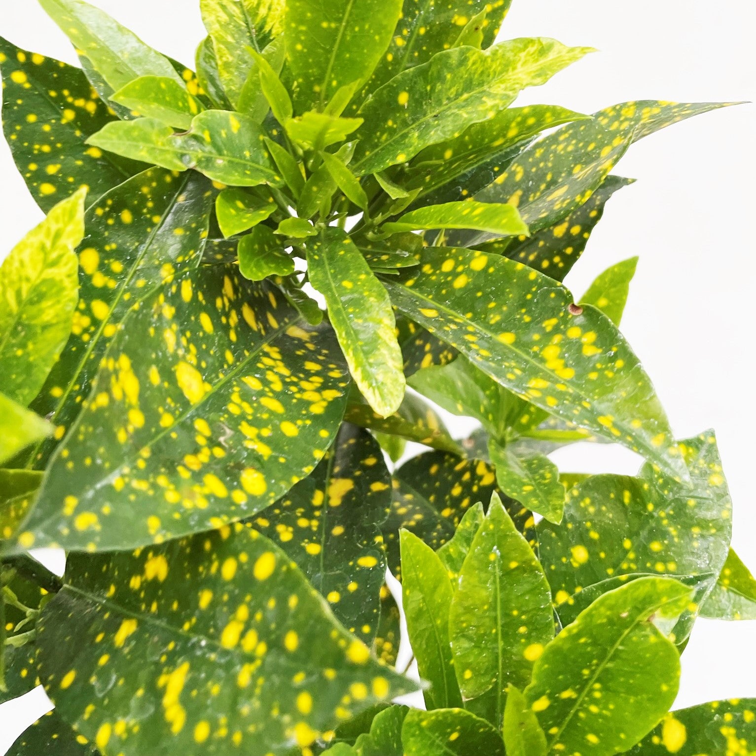 Codiaeum variegatum 'Gold Dust' - Croton