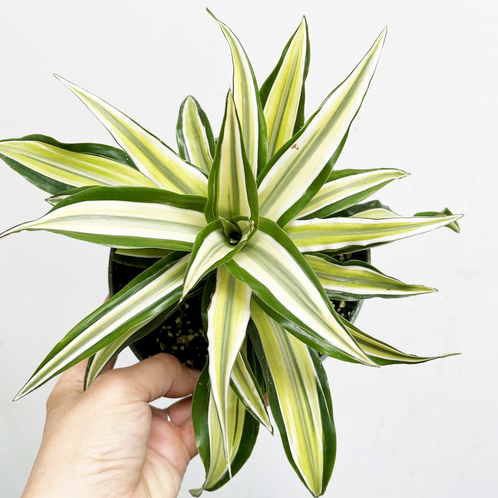 dracaena malachite Dracaena malaika houseplant