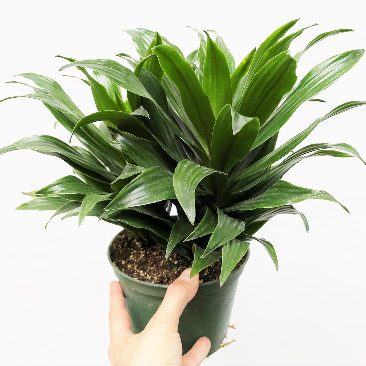 dracaena deremensis janet craig Dracaena deremensis janet craig houseplant