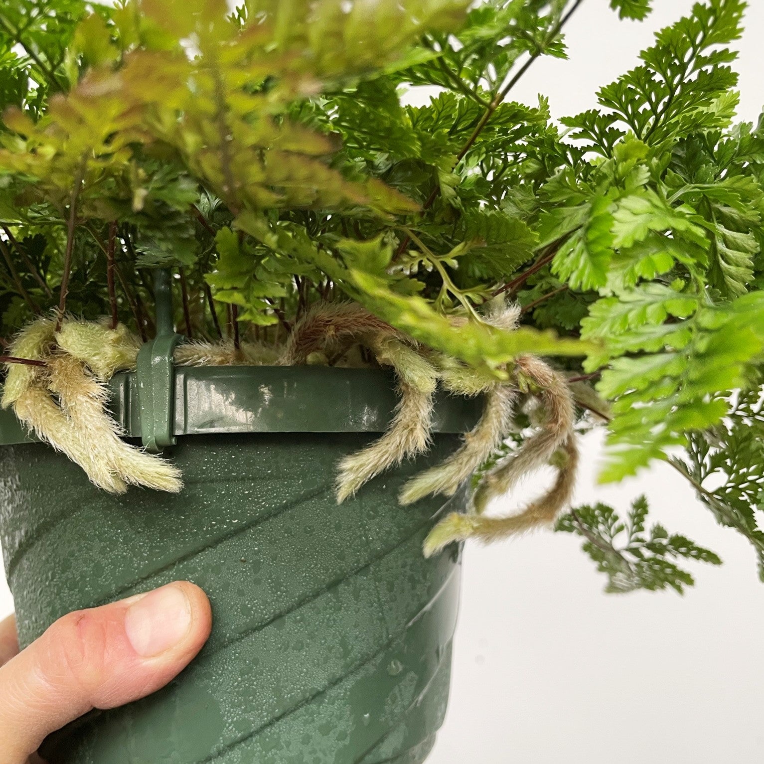 Humata tyermanii - White Rabbit's Foot Fern
