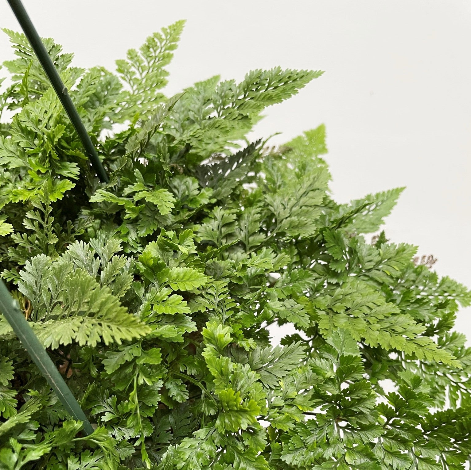 Humata tyermanii - White Rabbit's Foot Fern