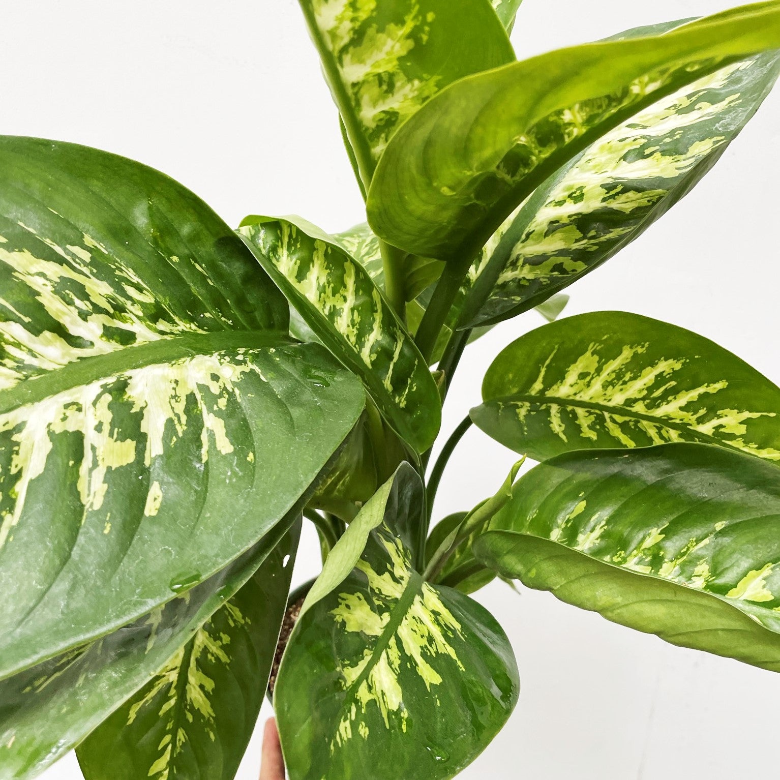 Dieffenbachia amoena 'Camile" - Dumb Cane