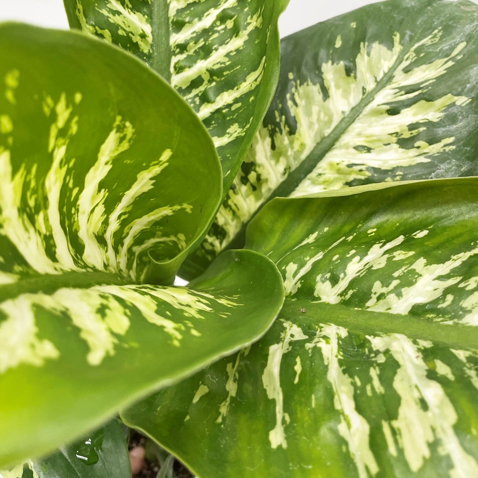 Dieffenbachia amoena 'Camile" - Dumb Cane