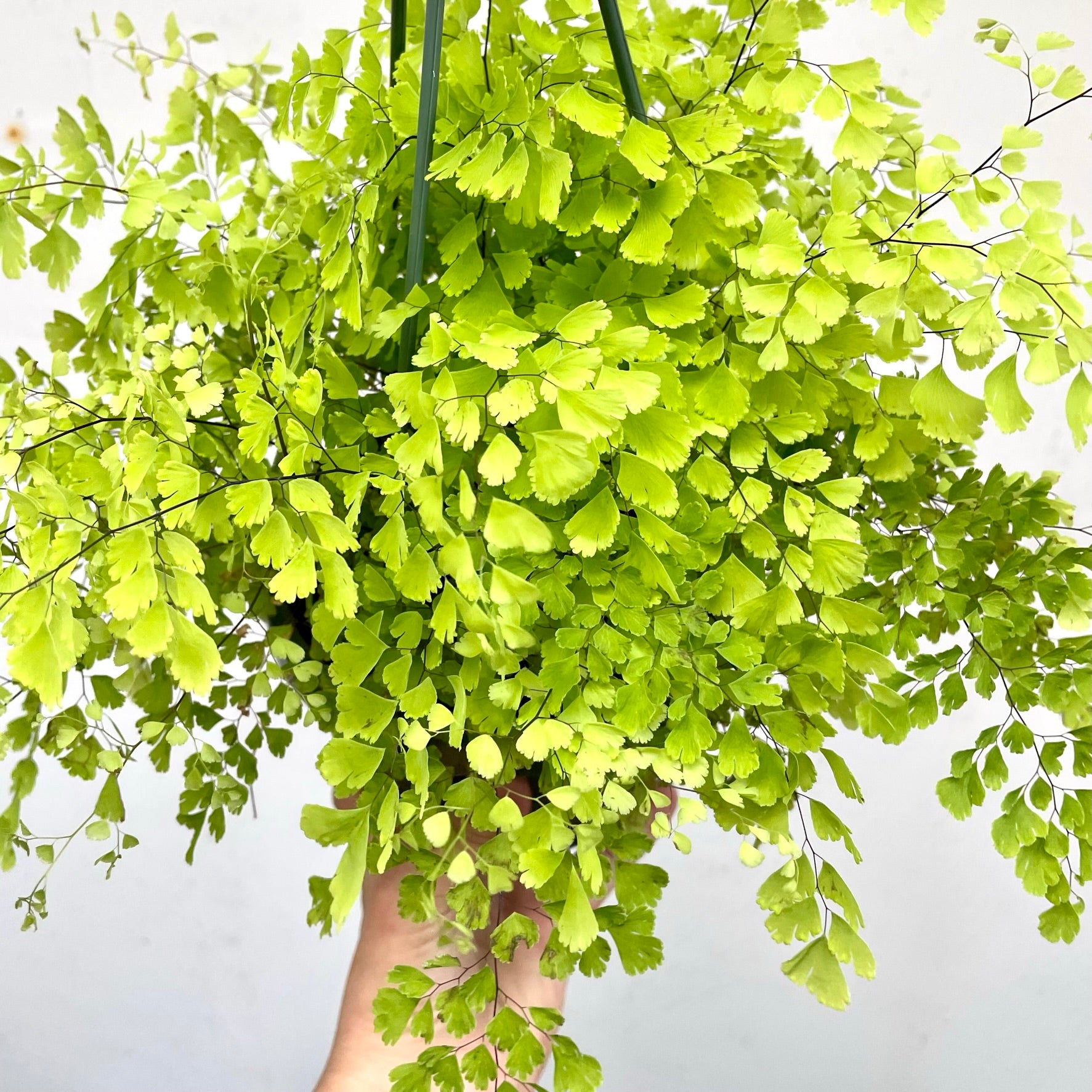 Adiantum raddianum - Maidenhair Fern