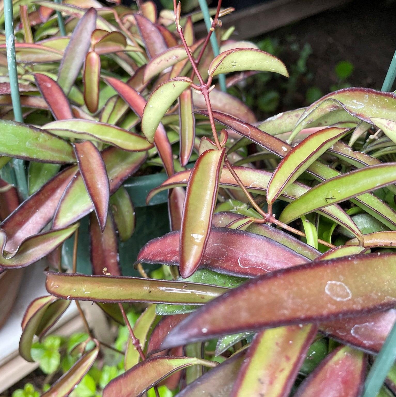 Hoya wayetii - Wax Plant