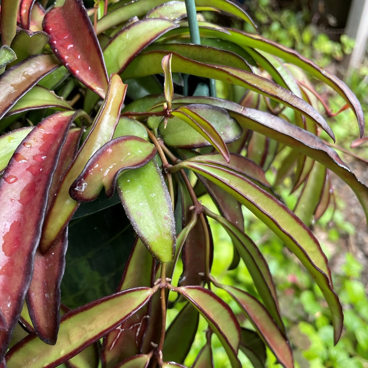 Hoya wayetii - Wax Plant