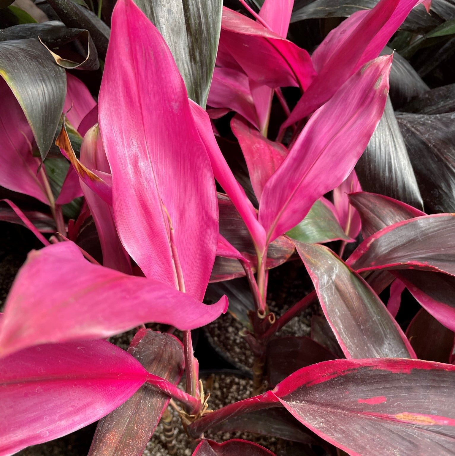 Cordyline fruticosa 'Red Sister' - Hawaiian Ti Plant