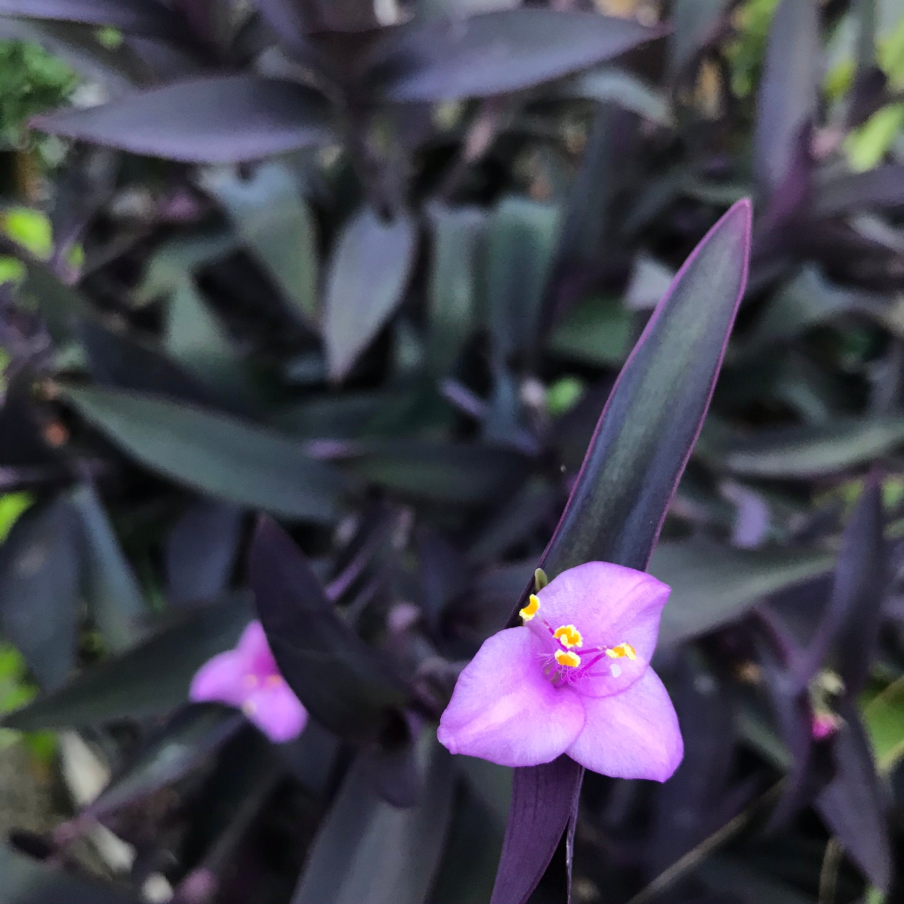 Tradescantia pallida 'Purple Heart' - Wandering Jew, Spiderwort