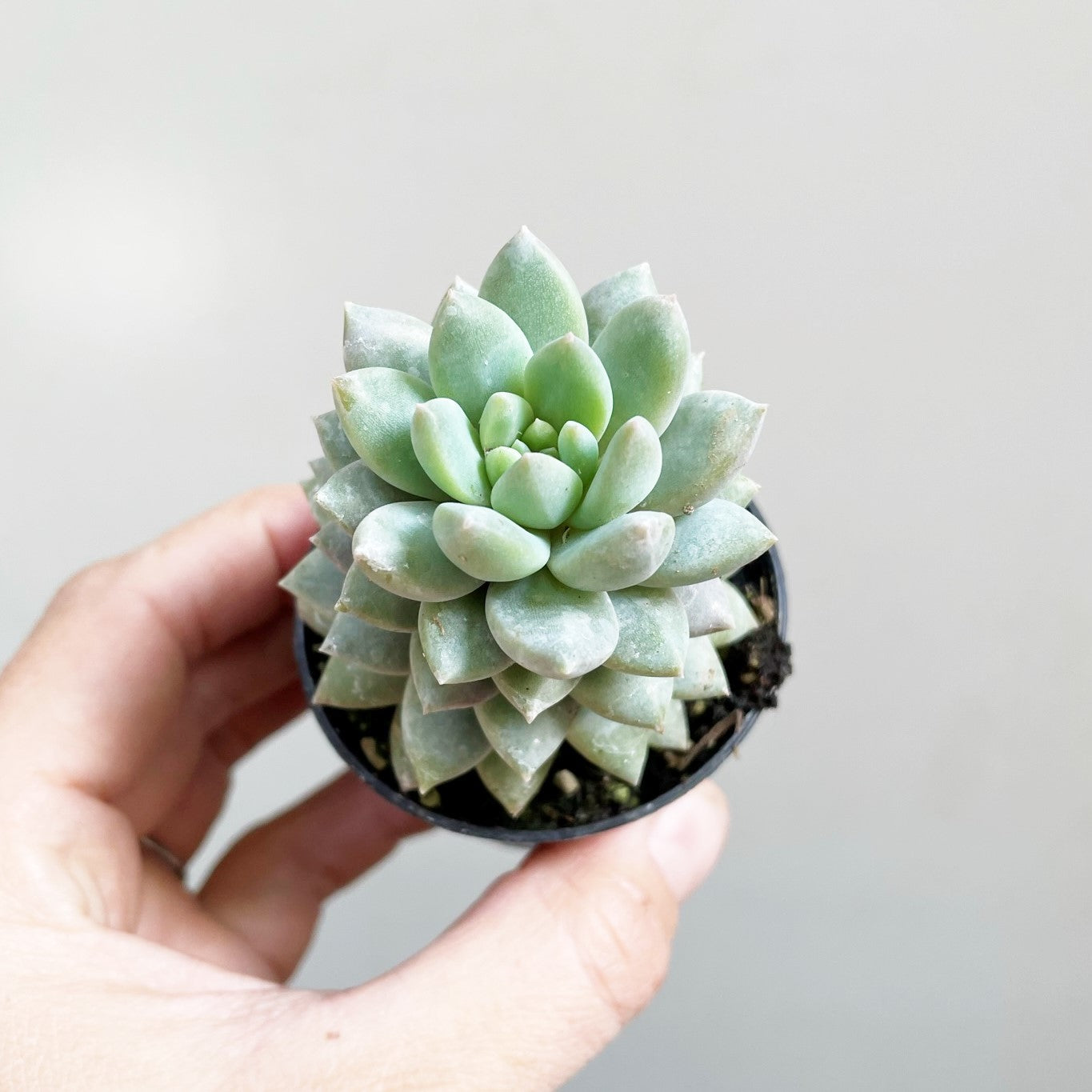 Echeveria 'Blue Star'