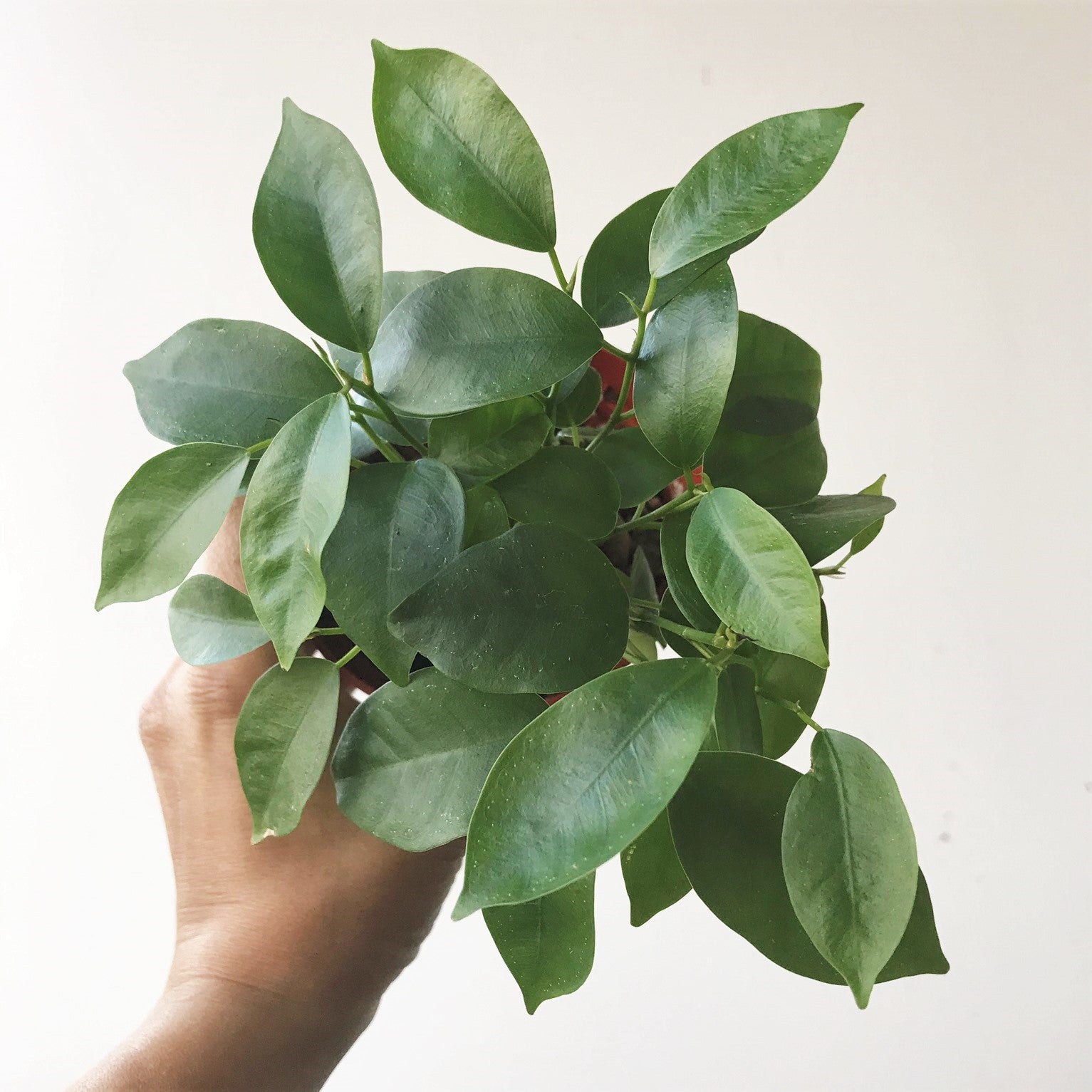 Ficus retusa - Indian Laurel Fig