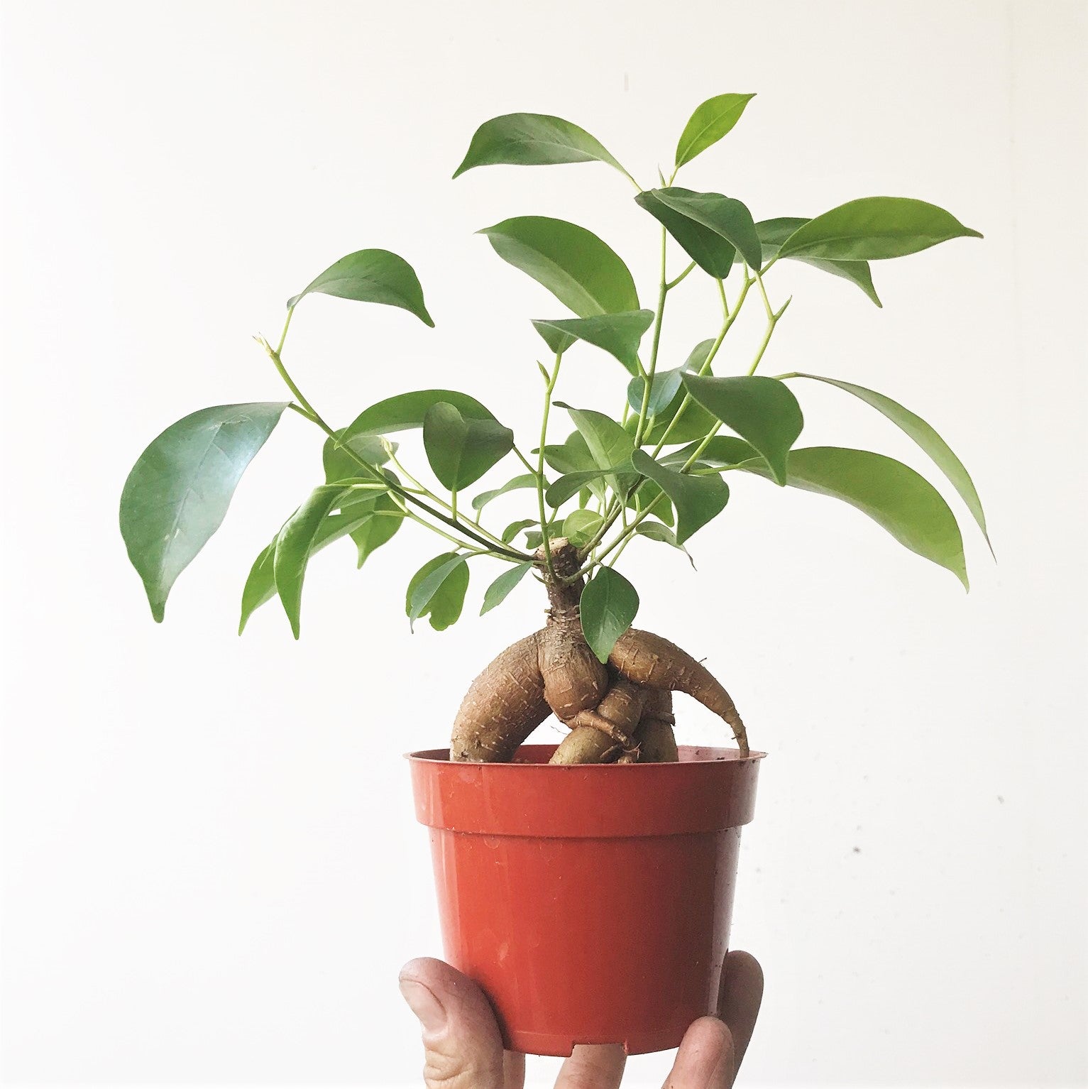 Ficus retusa - Indian Laurel Fig