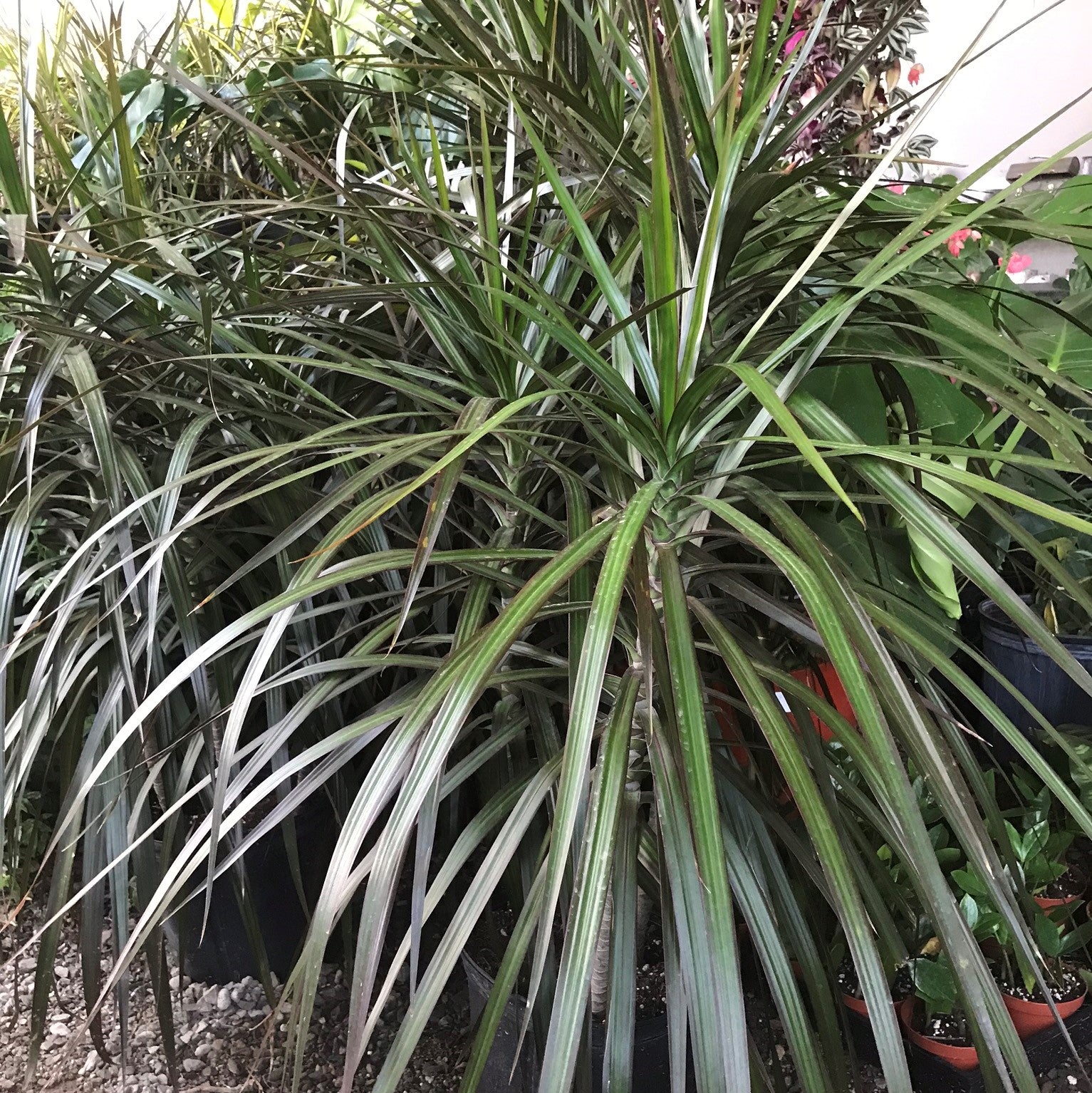 Dracaena marginata 'Magenta' - Dragon Tree