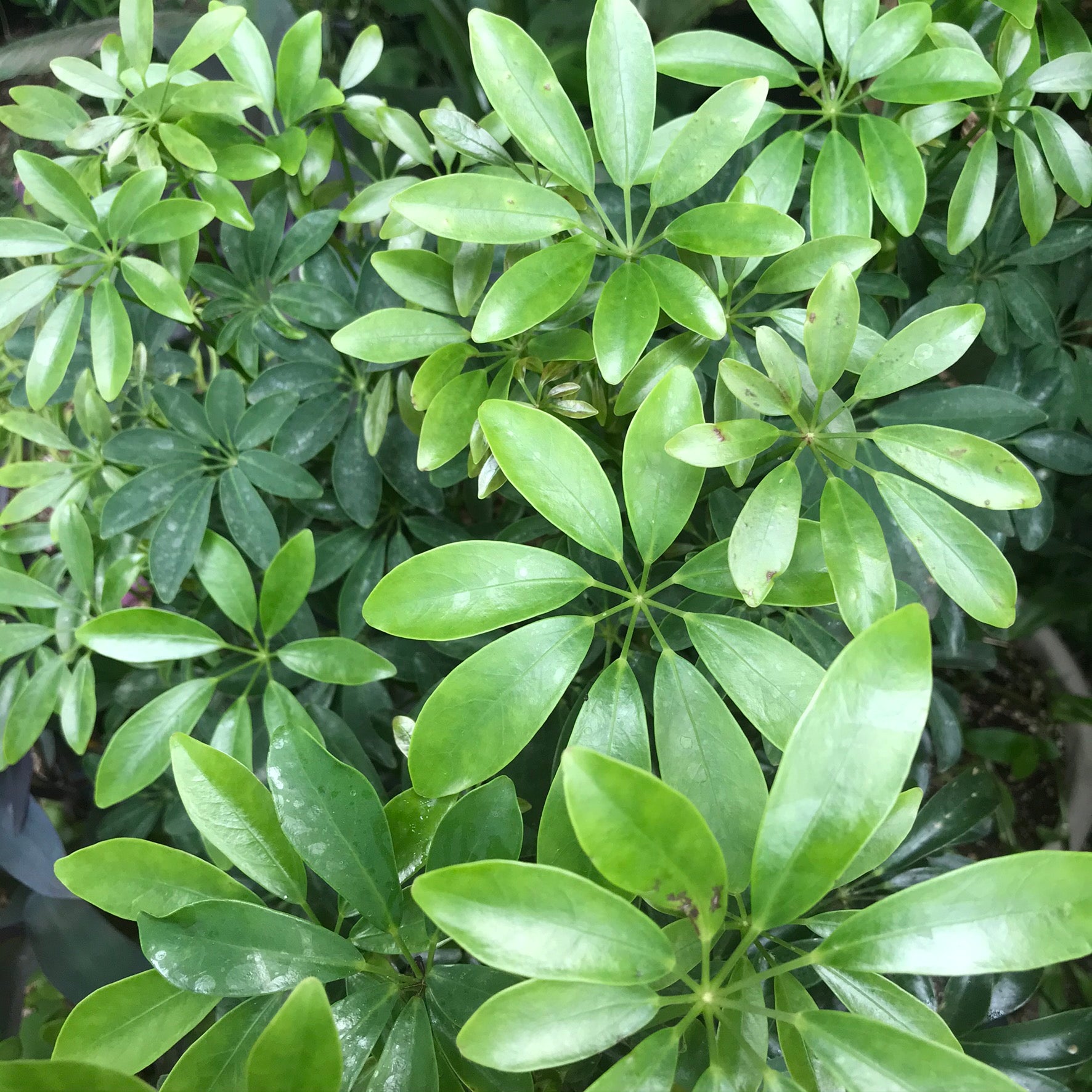 Schefflera arboricola - Umbrella Plant