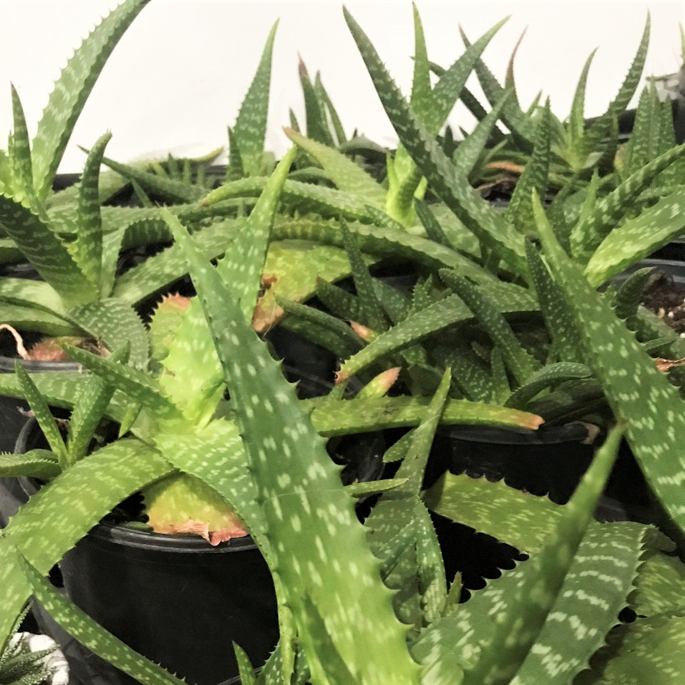 Aloe stinkatana - Sudan Aloe