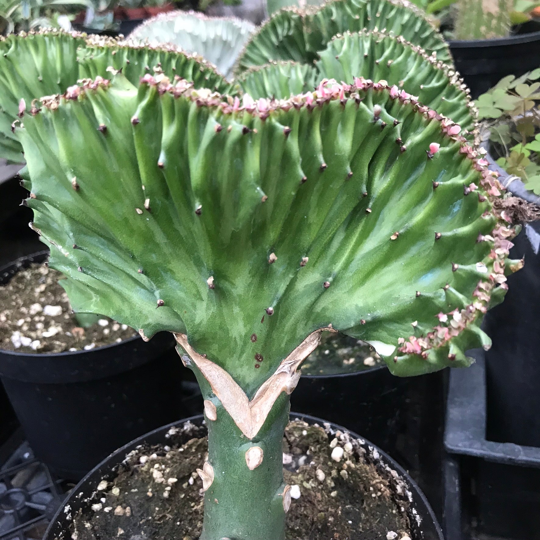 Euphorbia lactea - Crest-Grafted Cactus