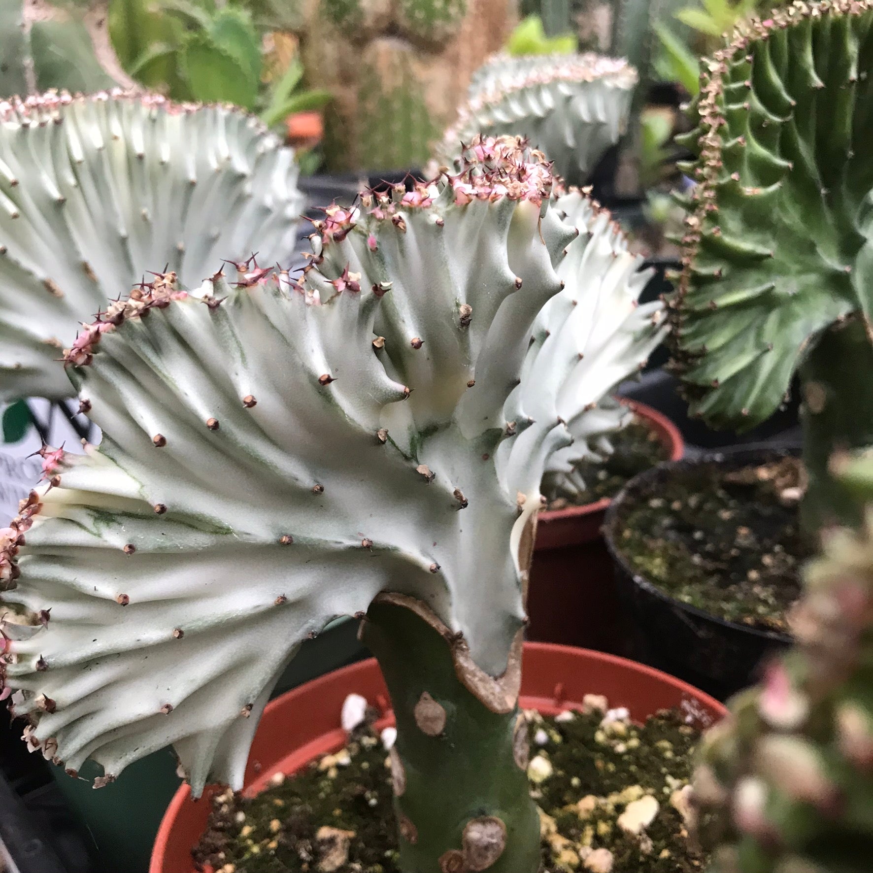 Euphorbia lactea - Crest-Grafted Cactus