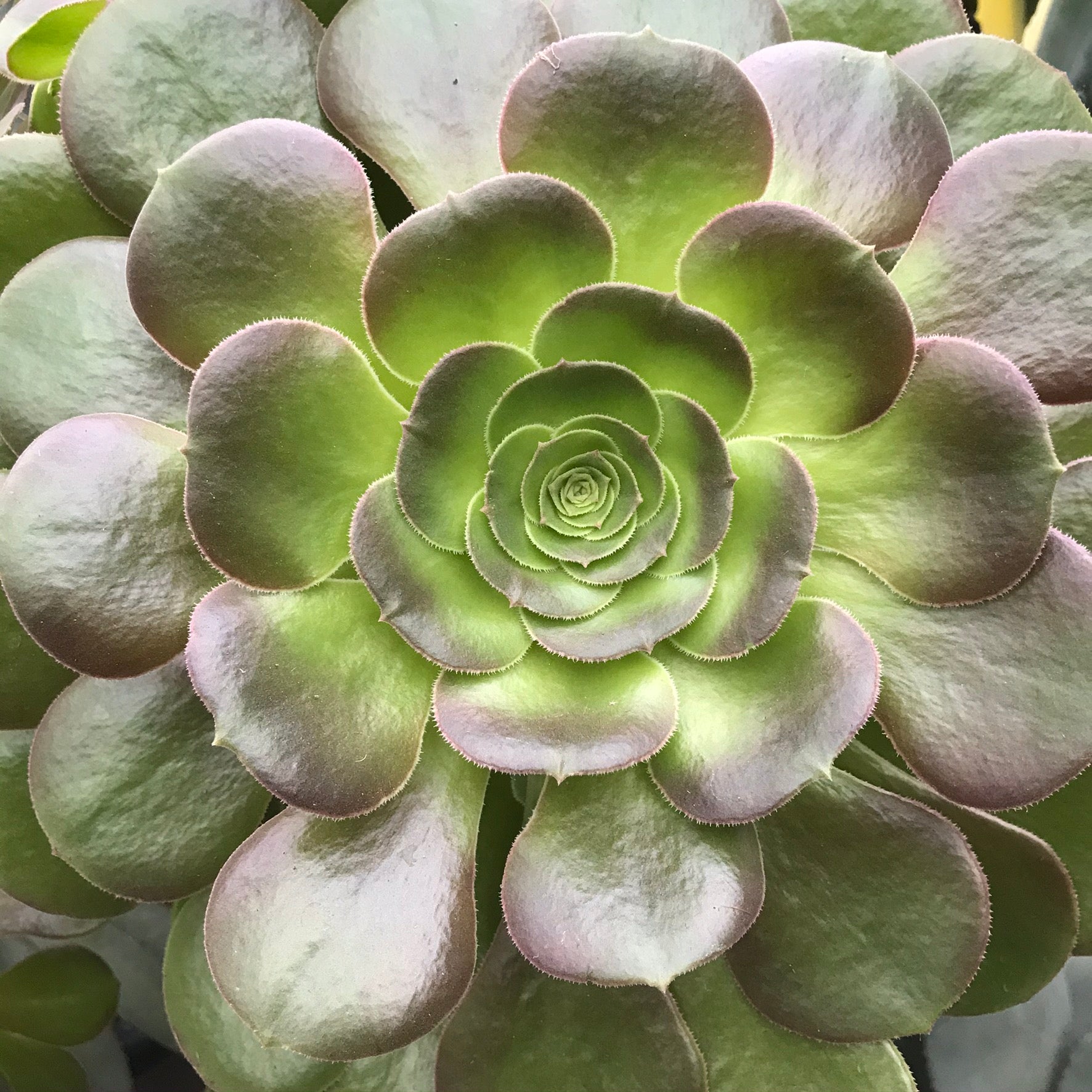 Aeonium arboreum - Tree-form Aeonium