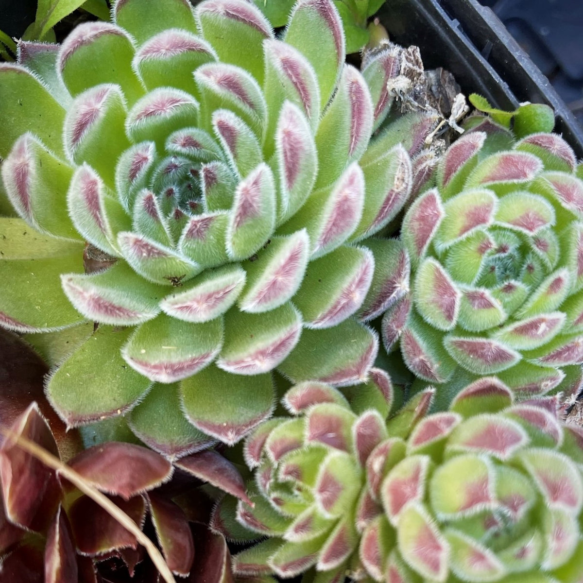 sugar shimmer succulent Sempervivum 'Sugar Shimmer' Outdoor Succulent