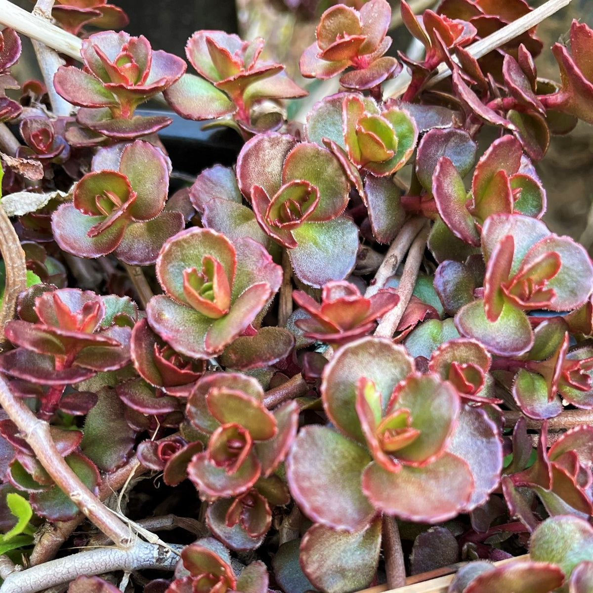 blood succulent Sedum spurium 'Dragon's Blood' Outdoor Succulent