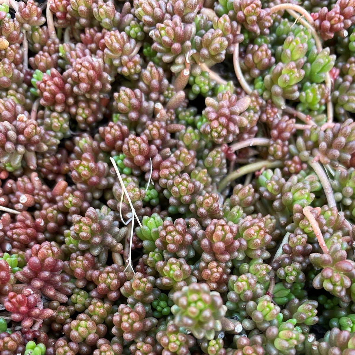 sedum album succulent Sedum album 'Coral Carpet' Outdoor Succulent