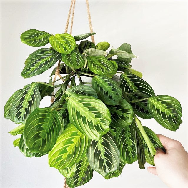 Maranta leuconeura 'Lemon Lime' - Prayer Plant