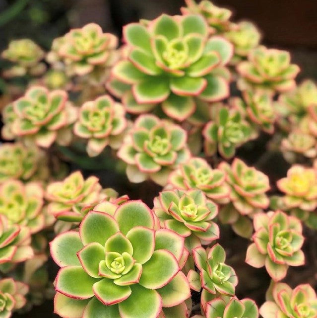 Aeonium 'Kiwi'