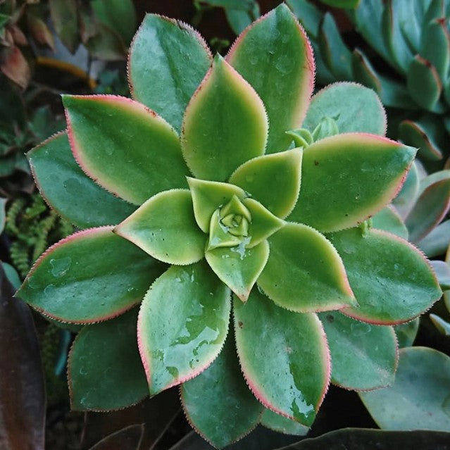 Aeonium 'Kiwi'