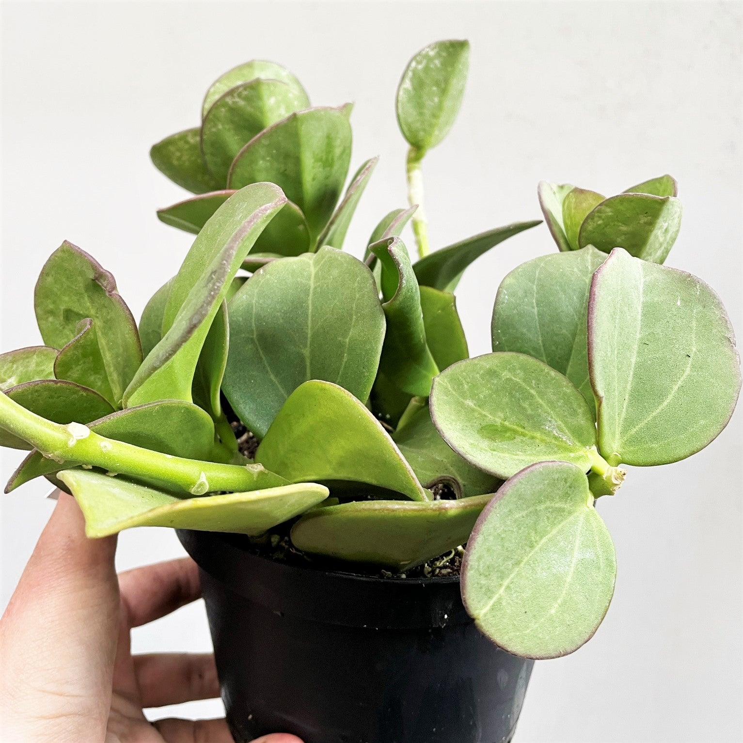 Hoya pachyclada - Wax Plant