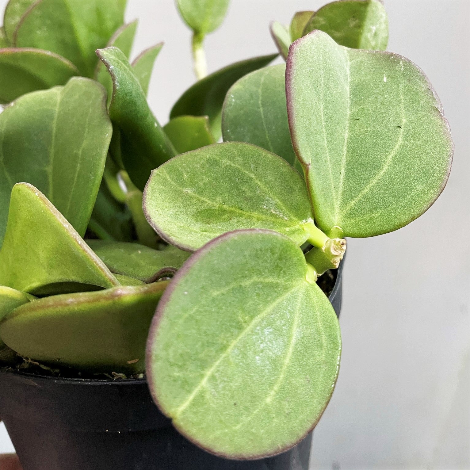 Hoya pachyclada - Wax Plant