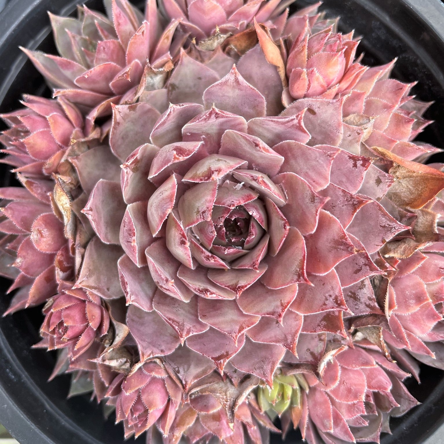 Sempervivum 'Lilac Time'